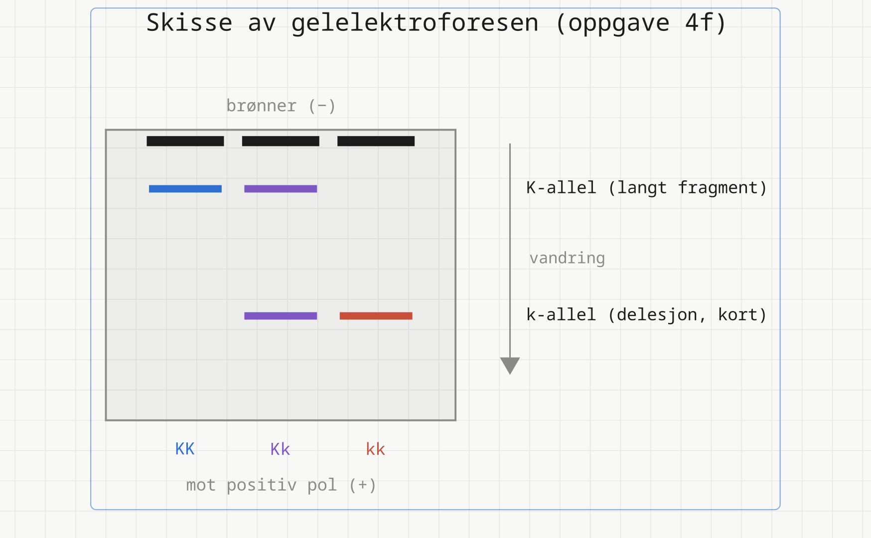 Gelskisse med tre brønner merket KK, Kk og kk. KK har ett bånd høyt i gelen, kk ett bånd lavt, og Kk har begge båndene. En pil viser vandringsretningen mot positiv pol.