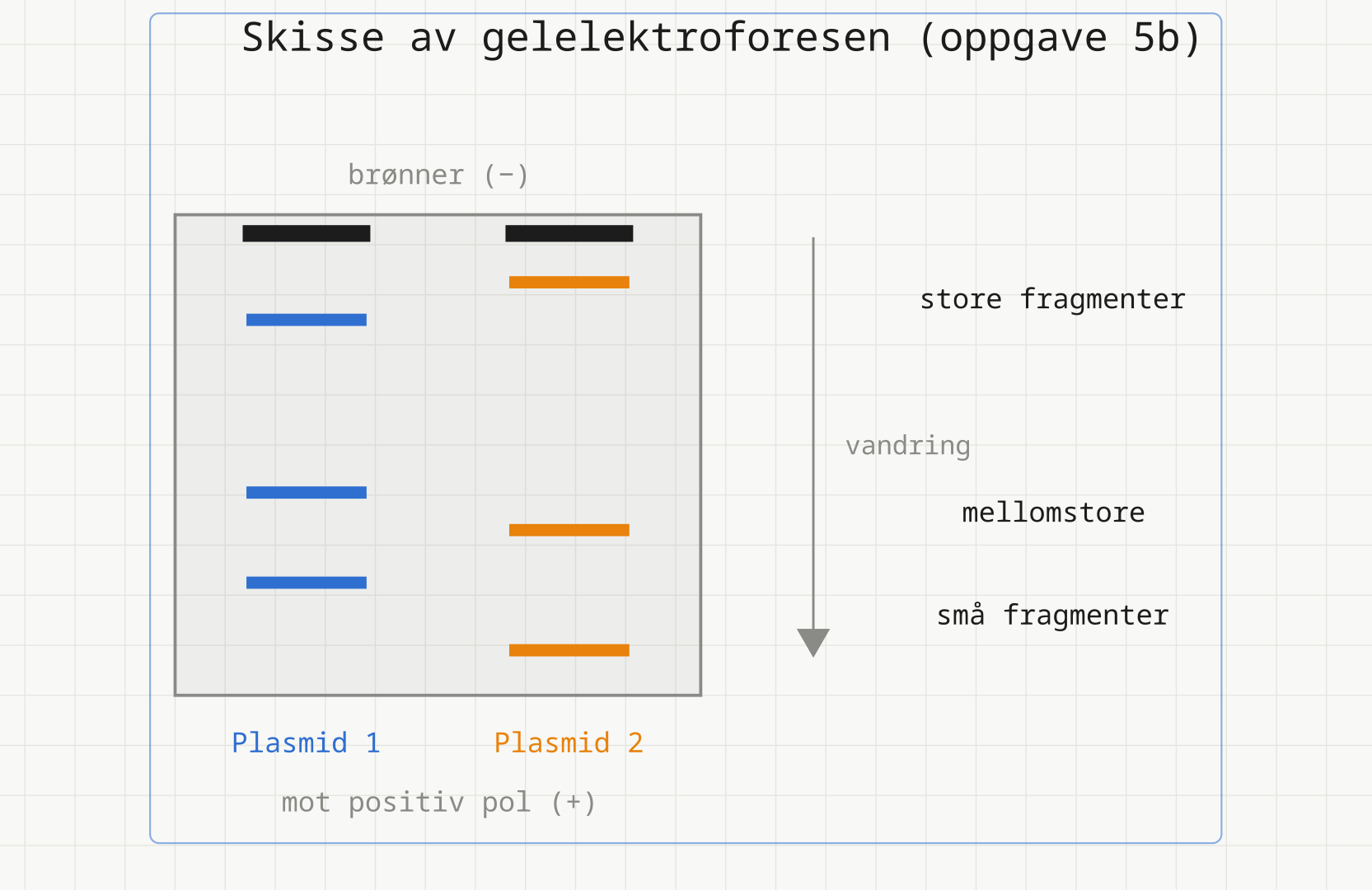 Gelskisse med to brønner øverst og tre bånd under hver. Plasmid 2 har det øverste og det nederste båndet; de tre båndene fra plasmid 1 ligger tettere samlet. En pil peker nedover mot positiv pol.
