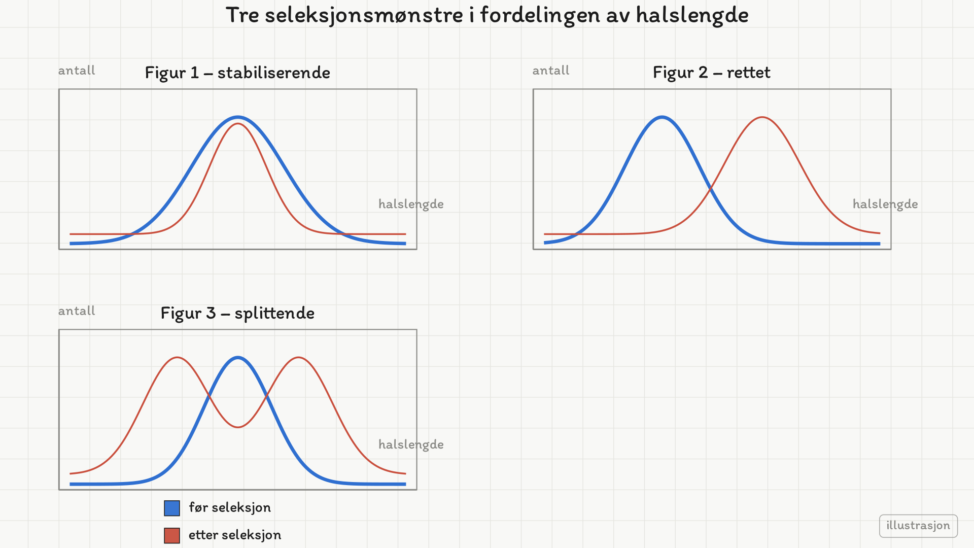 Tre paneler med fordelingskurver for halslengde. Figur 1: etterkurven er smalere og litt lavere, samme midtpunkt. Figur 2: etterkurven er forskjøvet mot høyre. Figur 3: etterkurven har to topper med et søkk i midten.