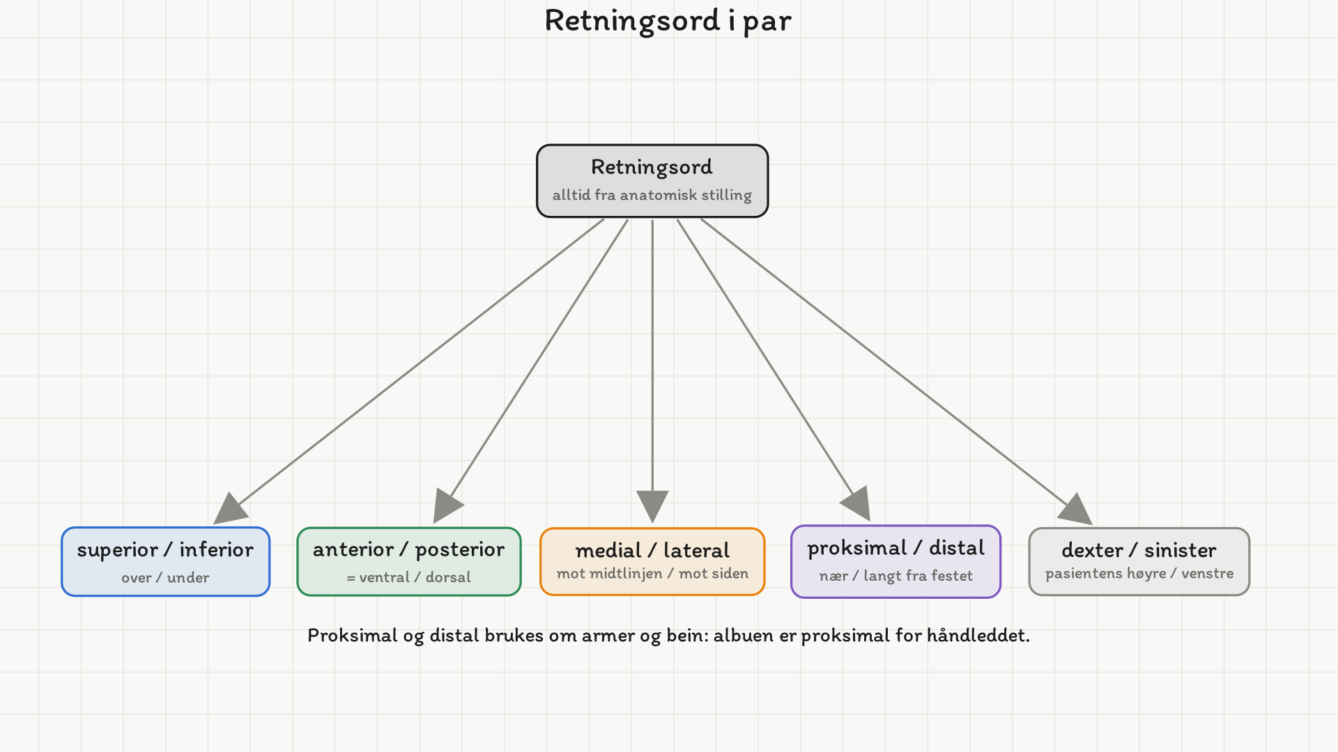 Trediagram: retningsord, alltid fra anatomisk stilling, i fem par: superior/inferior (over/under), anterior/posterior (lik ventral/dorsal), medial/lateral (mot midtlinjen/mot siden), proksimal/distal (nær/langt fra festet), dexter/sinister (pasientens høyre/venstre).